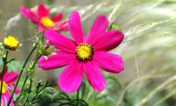 Flowers Smell Nice In Spring