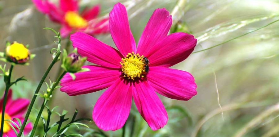 Flowers Smell Nice In Spring